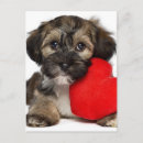 Search for havanese dog cards Animals