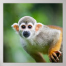 Search for squirrel monkey posters Amazon