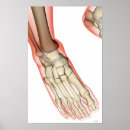 Search for foot posters Medical