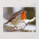 Search for european robin bird postcards Redbreast