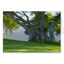 Search for banyan tree Hawaii