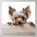 Search for terrier photography Cute