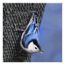 Search for nuthatch posters White