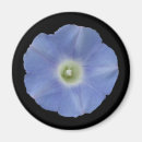 Search for morning glory magnets Plant