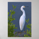 Search for marsh posters Wildlife