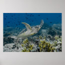 Search for hawksbill posters Ocean