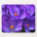 Search for springtime electronics Blossom