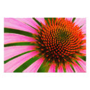Search for coneflower art Purple