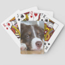 Search for brown border collie Dog