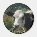 Search for holstein magnets Cow