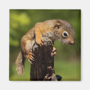 Search for squirrel magnets Wild animal