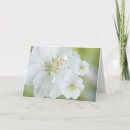 Search for white bloom cards Flower