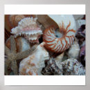 Search for florida seashells posters Nature