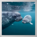 Search for narwhal posters Arctic