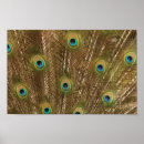 Search for peafowl art Wild