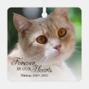 Search for forever in our hearts Cat