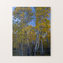 Search for broad leaf Aspen
