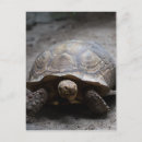 Search for tortoises postcards Wild