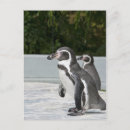 Search for penguin image postcards Animal