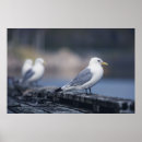 Search for seagull posters Birds