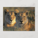 Search for lionesses postcards Mammal