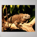 Search for endangered posters Nature