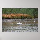 Search for marsh posters Herons
