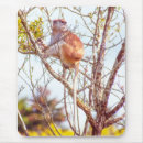 Search for primates mousepads Nature