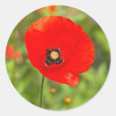 Search for red poppies stickers Nature
