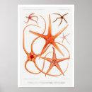 Search for antique fish print posters Ocean