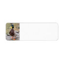 Search for mallard return address labels Waterfowl