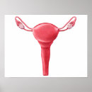 Search for female anatomy posters Reproductive organs