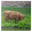 Search for highland tiles Animals