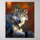 Search for wolf photography Endangered