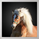 Search for haflinger posters Pony