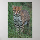 Search for endangered species posters Wildlife