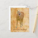 Search for laughing horse postcards Fun
