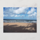 Search for coconut trees postcards Beach