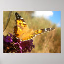 Search for happiness is a butterfly posters Flowers