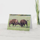 Search for wildlife photography cards Bison