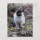 Search for tortoiseshell postcards Feline
