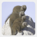 Search for mongooses stickers Wildlife