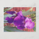 Search for purple iris postcards Flower