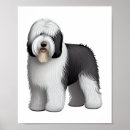 Search for sheepdogs posters Pug