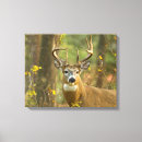 Search for buck canvas prints White tailed deer
