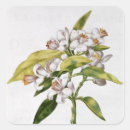 Search for nicola stickers Flowers