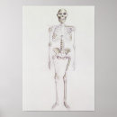 Search for australopithecus 20th