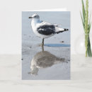 Search for seagull bird on sand cards Birds