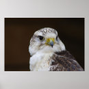 Search for falconry art Bird of prey