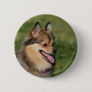 Search for panting badges Pomeranian
